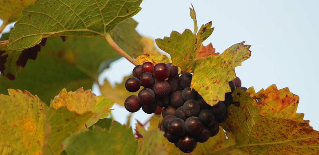 vini laziali storia caratteristiche abbinamenti